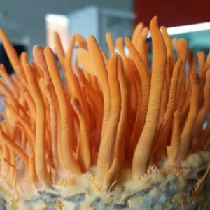 Cordyceps Products