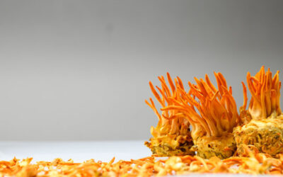 Cordyceps Militaris superfood Benefits & Uses as a Medicinal Herb & Dietary Supplement